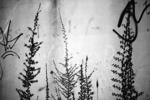 Below: Anri Sala. Untitled (tagplant 2), 2005. Photographie noir et blanc sur papier baryté, 60 x 90 cm. © Anri Sala, 2011. Courtesy Galleria Alfonso Artiaco, Naples.