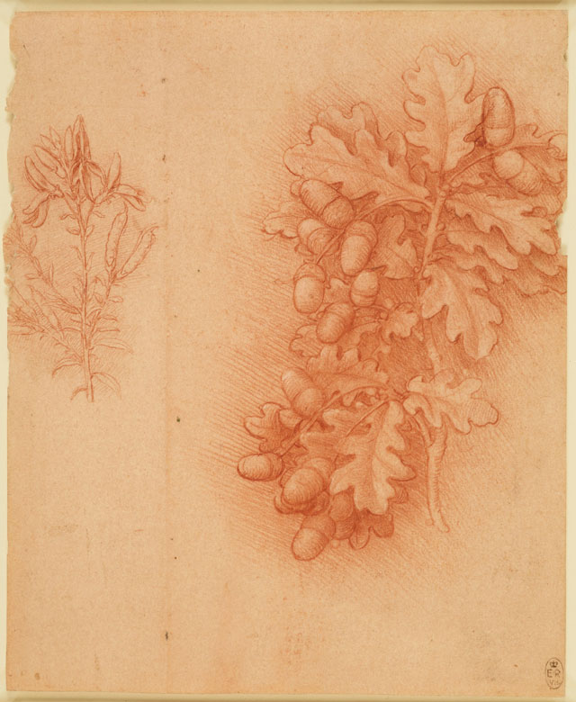 Leonardo da Vinci, Oak (Quercus robur) and dyer's greenweed (Genista tinctoria), c1505–10. Red chalk with touches of white heightening on pale red prepared paper, 18.8 x 15.4 cm. Royal Collection Trust © Her Majesty Queen Elizabeth II.
