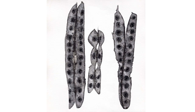 Jenny Crompton. Wattle seed pods, 2011. Ink and paper.