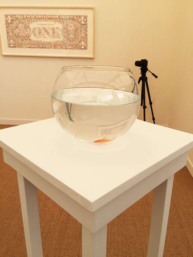 Tom Friedman. Bowl of water displaying a live goldfish. Photograph: Jill Spalding.