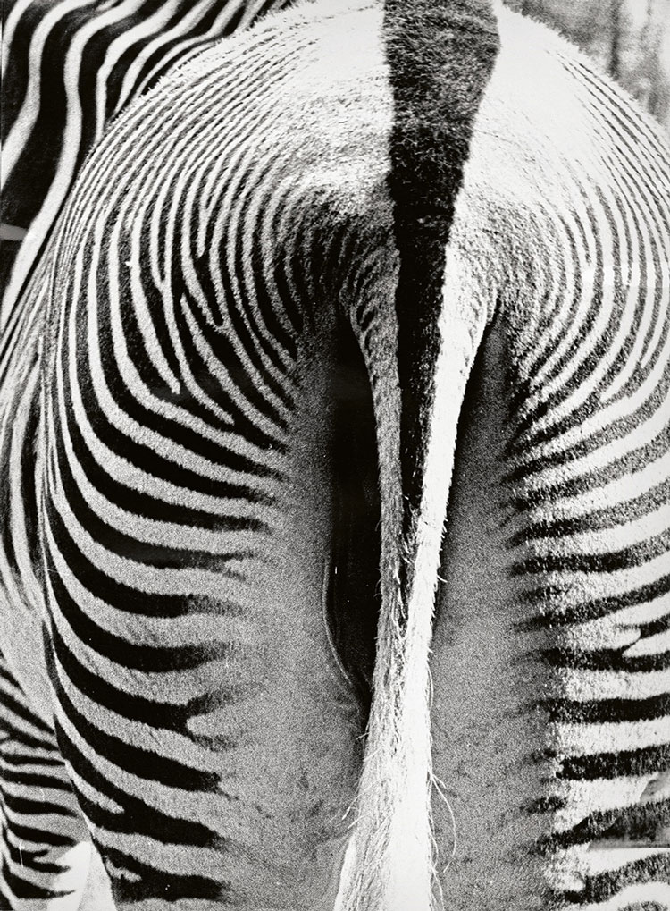 Order in the animal kingdom: zebra. Photo: Otl Aicher. HfG-Archiv / Museum Ulm, © Florian Aicher.