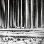 Order in nature: a snowy forest with felled timber. Photo: Otl Aicher. HfG-Archiv / Museum Ulm, © Florian Aicher.