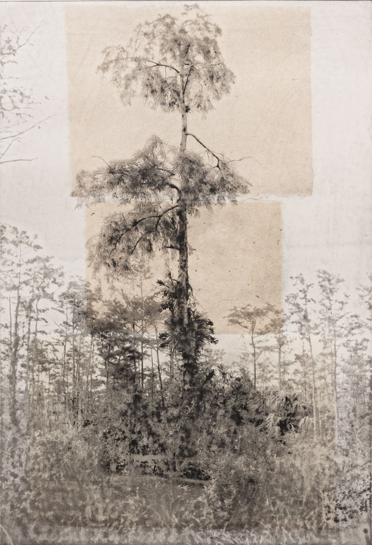Kristina Chan and Itamar Freed, Cypress Trees 1, 2019. Photopolymer with chine colle, paper size 61 x 45 cm, image size 50 x 33 cm.