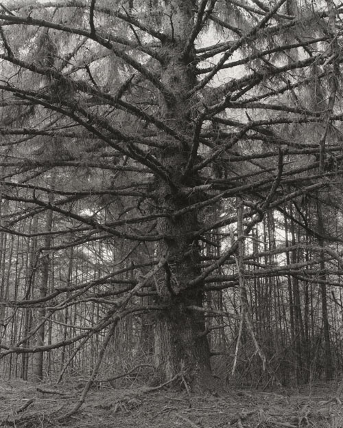 Robert Adams. Cape Blanco State Park, Oregon, 1999–2003. 43 x 34.5 cm. Yale University Art Gallery. © Robert Adams. Courtesy Fraenkel Gallery, San Francisco and Matthew Marks Gallery, New York.