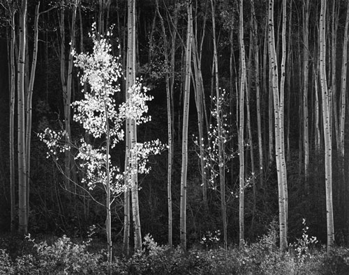 Ansel Adams. Aspens, Northern New Mexico, 1958. Gelatin silver print. Collection MoMA, NY. Copyright © 2001 by the Trustees of The Ansel Adams Publishing Rights Trust. All rights reserved