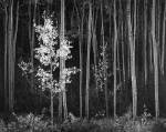 Ansel Adams. Aspens, Northern New Mexico, 1958. Gelatin silver print. Collection MoMA, NY. Copyright © 2001 by the Trustees of The Ansel Adams Publishing Rights Trust. All rights reserved