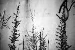 Below: Anri Sala. Untitled (tagplant 2), 2005. Photographie noir et blanc sur papier baryté, 60 x 90 cm. © Anri Sala, 2011. Courtesy Galleria Alfonso Artiaco, Naples.
