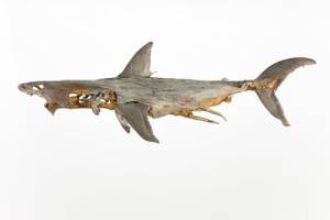 Dorothy Cross.  Relic,  2010.  Shark (Porbeagle), 21 carat gold leaf , 60 x 70 x 182 cm . Private Collection, London.  Courtesy of the artist and Kerlin Gallery, Dublin.