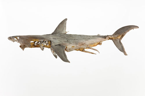 Dorothy Cross.  Relic,  2010.  Shark (Porbeagle), 21 carat gold leaf , 60 x 70 x 182 cm . Private Collection, London.  Courtesy of the artist and Kerlin Gallery, Dublin.