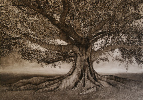 Nicholas Blowers. <em>Fig with extending roots,</em> 2006. Oil on paper, 69 x 100 cm