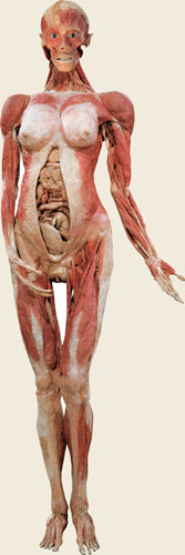 Professor Gunther von Hagens, Anatomically prepared, plastinated whole body specimen, installation view.