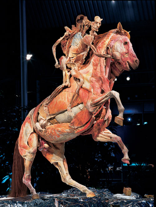 Professor Gunther von Hagens, Horse and rider, installation view.