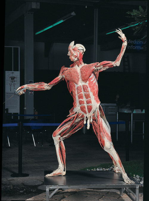 Professor Gunther von Hagens, The Swordsman, installation view.