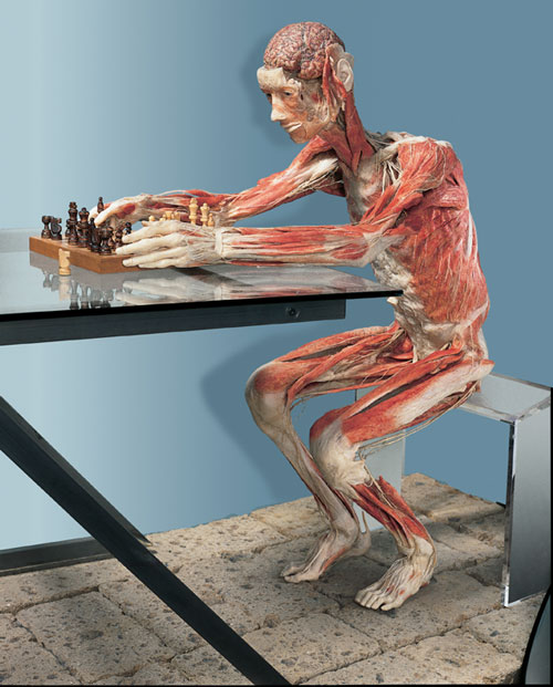 Professor Gunther von Hagens, The Chess Player, installation view.