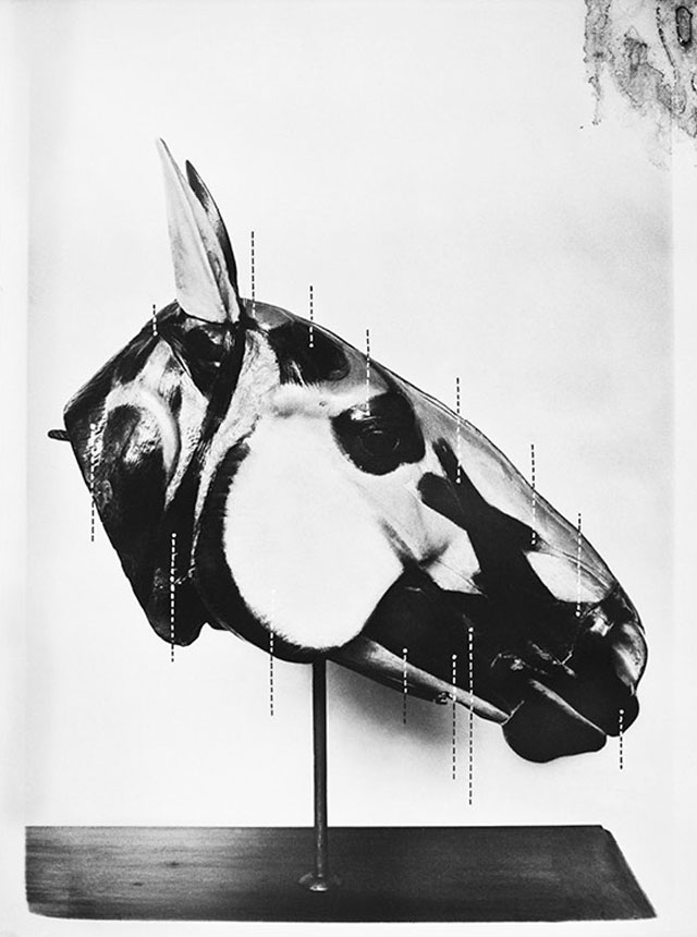 Sofia Borges. The Head of a Horse, 2013. 230 x 150 cm. The Swamp (MACK, 2016).