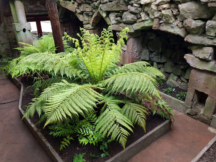 Hospitalfield fernery and grotto. Photo: Kate Robinson. Image courtesy Caruso St John Architects.