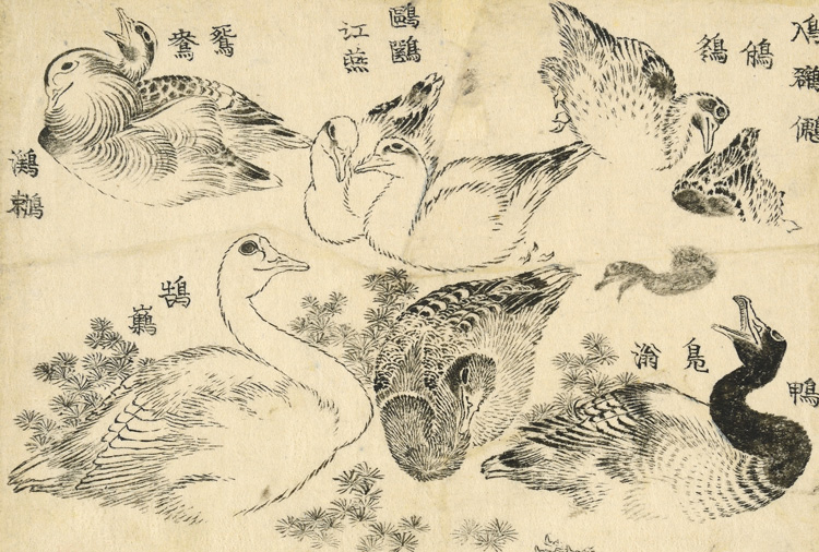 Katsushika Hokusai (葛飾北斎). Water birds. Studies of various types of water bird, swimming and diving among river weed. This work seems to have been intended as a kind of picture thesaurus. Often several variants names – sometimes archaic, sometimes apparently fanciful – are given for a particular motif. Here the birds are named, from top right: Little grebe 鳰・鸊・鷉・????・䳉; Duck, wild duck 鴨・鳬滃; Seagull (tern) 鷗＊・江燕; Mandarin duck, water bird 鴛鴦・鸂鶒; Swan 鵠鸛. The mallard duck, bottom centre, and diving duck (seen in silhouette) were later reused in the famous BM painting, Ducks in flowing water, done in 1847, when Hokusai was 88. Katsushika Hokusai, 1829. © The Trustees of the British Museum.