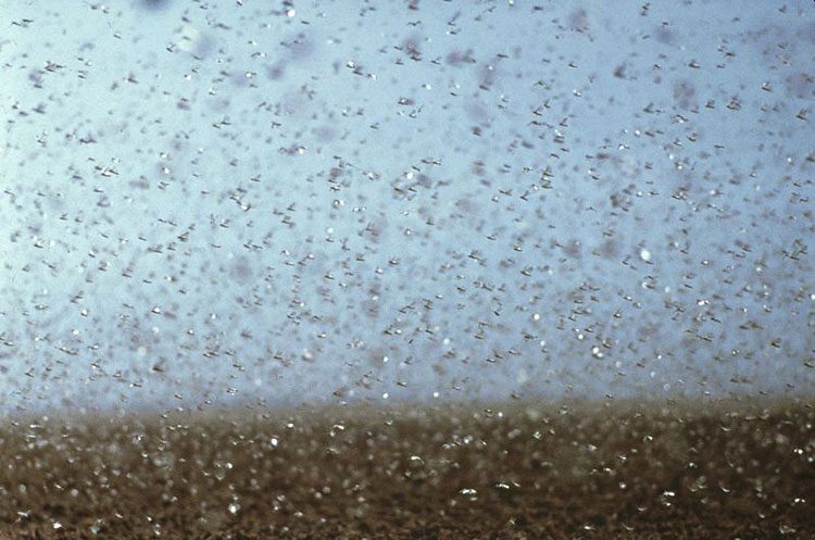 Daniela de Paulis, photograph of swarms of locusts taken from: https://www.scienceimage.csiro.au/pages/about/