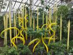 Dale Chihuly. Yellow Herons and Reeds, blown glass, 2019. Royal Botanic Gardens, Kew, London 2019. Photo: Anna McNay.