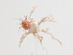 Laura Youngson Coll. Angiogenesis, 2017 (detail). Vellum, Supernatural vellum, dyed vellum. Photograph: Anna Arca.