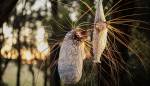 Jenny Crompton. Sea Country Spirits (detail), 2016. Recycled copper wire, shells, feathers, roo bones, grass tree fronds and paint.