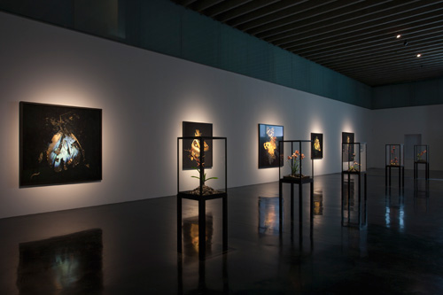 Mat Collishaw, The New Art Gallery, Walsall. Installation view. Image courtesy the artist and Blain|Southern. Photograph: Jonathan Shaw.