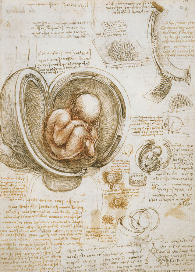 Leonardo da Vinci, The fetus in the womb, c1511. Royal Collection Trust / © Her Majesty Queen Elizabeth II 2019.