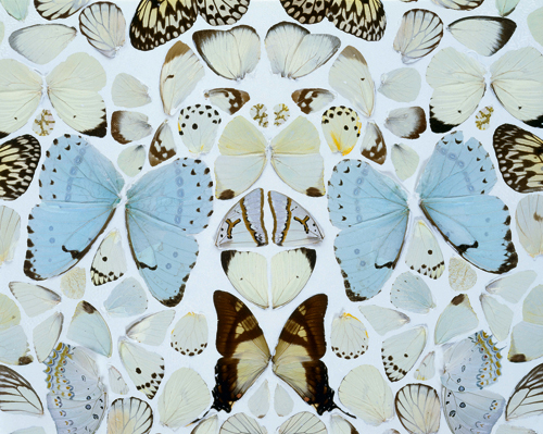 Damien Hirst. Sympathy in White Major – Absolution II, 2006 (detail). Butterflies and household gloss on canvas. © Damien Hirst and Science Ltd. All rights reserved. DACS 2012. Photograph: Prudence Cuming Associates.