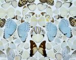 Damien Hirst. <em>Sympathy in White Major – Absolution II,</em> 2006 (detail). Butterflies and household gloss on canvas. © Damien Hirst and Science Ltd. All rights reserved. DACS 2012. Photograph: Prudence Cuming Associates.