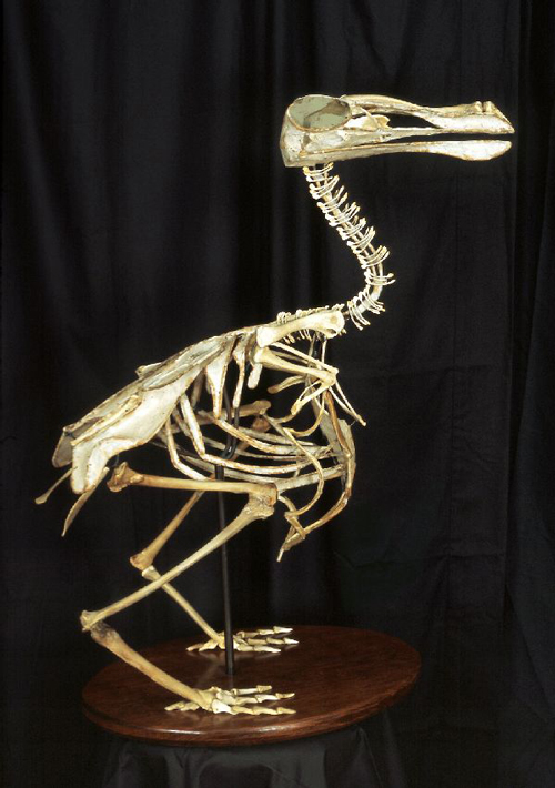 Christy Rupp. <em>Dodo Bird</em>, 2007. Fast-food chicken bones, mixed media, 33 x 35 x 18 inches (83.8 x 88.9 x 45.7 cm). Courtesy of the artist; Frederieke Taylor Gallery, New York. Photo: Nick Ghiz.