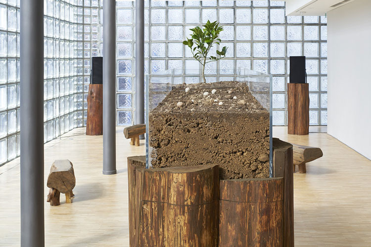 Nurturing Exhibitions, 2021. Six music compositions by Phill Niblock, soil and the Amanatsu orange sapling from Masanobu Fukuoka Natural Farm, wooden pedestals, speakers, wooden benches, wooden planter, acrylic case, water, sunlight. Photo copyright Nacása & Partners Inc / Courtesy of Fondation d’entreprise Hermès.