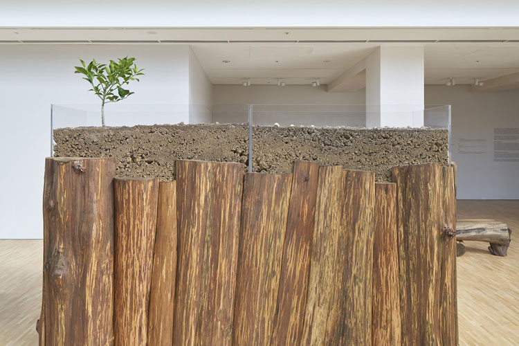 Nurturing Exhibitions, the Amanatsu orange sapling. Photo copyright Nacása & Partners Inc / Courtesy of Fondation d’entreprise Hermès.