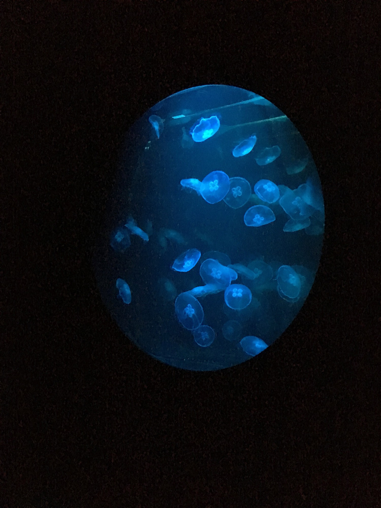 Rimini Protokoll's Jellyfish. Photo: Veronica Simpson.