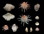 A selection of shells from the collection of Rev. C.M Cracherode, 
              bequeathed to the British Museum in 1799 including the thorny oyster. 
              © Natural History Museum