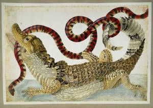 Maria Sibylla Merian, drawing of a Surinam caiman fighting a South 
              American false coral snake. Surinam or Amsterdam, about AD 1699-1705. 
              30.6 x 45.4 cm © British Museum