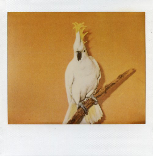 Haris Epaminonda. Untitled #416, 2008/09. Polaroid, 10.3 x 10.2 cm. Courtesy the artist and Galleria Massimo Minini, Brescia.