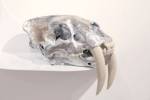 E.V. Day. Semi-Feral Skull I, 2014. Resin sabre-tooth skull, silver and aluminium leaf, 9 x 9 x 14 in. Courtesy of the artist and Salomon Contemporary