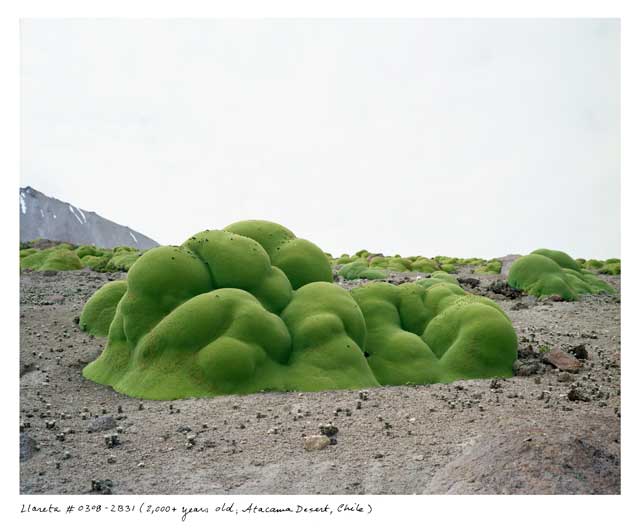 Rachel Sussman, Llareta #0308-2B31 (2,000 + years old; Atacama Desert, Chile), 2008. Photo © Rachel Sussman.