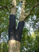 Peter Coffin. <em>Untitled (Tree Pants),</em> 2006. Copyright Linda Nylind, courtesy Frieze Art Fair.