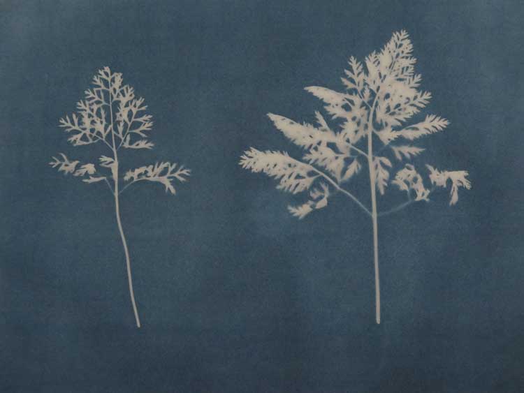 Joy Gregory, Daucus Carota (Carrot) from the series The Invisible Life Force of Plants, 2020. Cyanotype. © Joy Gregory.