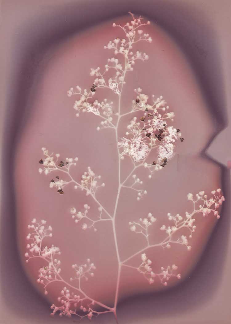 Joy Gregory, Schinus Molle (California Pepper Tree)
from the series The Invisible Life Force of Plants, 2020. Lumen print. © Joy Gregory.