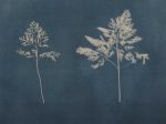 Joy Gregory, Daucus Carota (Carrot) from the series The Invisible Life Force of Plants, 2020. Cyanotype. © Joy Gregory.