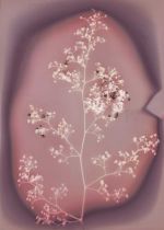Joy Gregory, Schinus Molle (California Pepper Tree)
from the series The Invisible Life Force of Plants, 2020. Lumen print. © Joy Gregory.