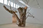 Anya Gallaccio. The inner space within, 2008/2024. Ash tree, bolts, stainless steel. Ash from Lees Court Estate. Installation view, Anya Gallaccio: preserve, Turner Contemporary, 2024. © Anya Gallaccio. Courtesy the artist and Turner Contemporary. Photo: Jo Underhill.