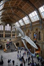 Natural History Museum, London, Museum of the Year finalist, 2023. Photo: © Janie Airey/Art Fund 2023.