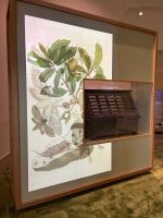 Gallery 2: vitrine on Colonial plant hunting and the impact this had on both local and global ecologies. Photo: Veronica Simpson.