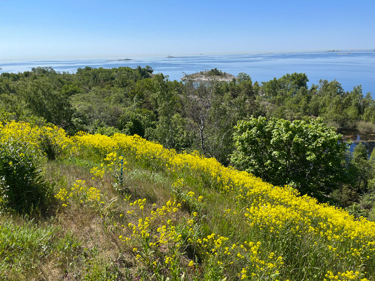 Valisaari island in full flower in June. Photo: Veronica Simpson.