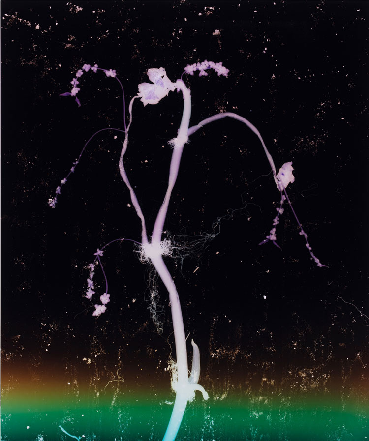 Anne Hardy. Twilight Fever (The Depth of Darkness, the Return of the Light), 2020. Unique photogram on c-type paper, 62.2 x 52 x 4 cm. © Anne Hardy, courtesy Maureen Paley, London.
