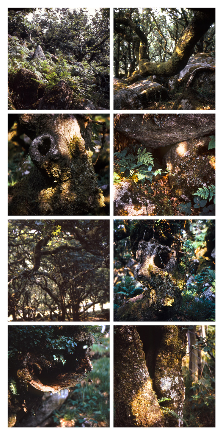 Nancy Holt, Wistman’s Wood, 1969. Wistman’s Wood, Dartmoor. Composite of eight photographs from 126 format transparencies, 108 × 56 cm. © Holt/Smithson Foundation, Licensed by VAGA at ARS, New York.