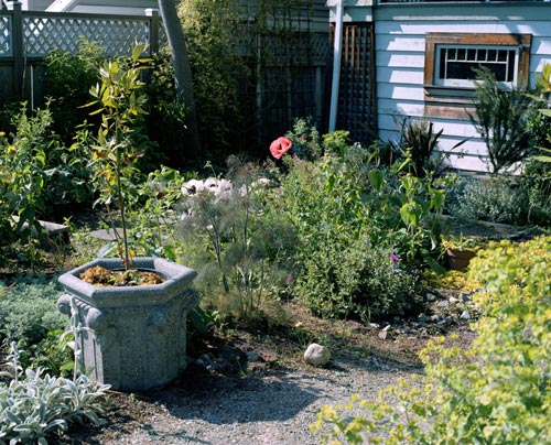Jeff Wall, <em>Poppies in a garden</em>, 2005. Silver dye bleach transparency in light box 37 3/8 x 46 7/16 in. (95 x 118 cm). Collection of the artist © Jeff Wall 